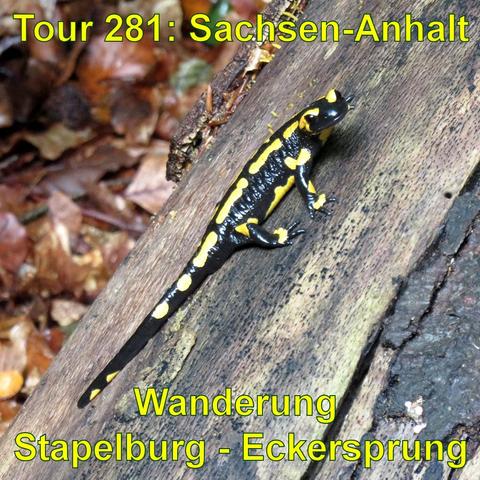 Ein Feuersalamander mit schwarzer Haut und auffälligen gelben Flecken und Streifen kriecht über einen dunklen, feuchten Holzuntergrund. Im Hintergrund liegt eine Schicht aus herbstlichem Laub in verschiedenen Brauntönen. Das Licht scheint diffus, was auf einen bewölkten Tag oder eine schattige Umgebung im Wald hinweist. Der Salamander ist deutlich fokussiert und nimmt eine zentrale Position auf dem Bild ein.