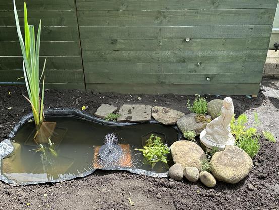A kidney shaped pond. To the left there is a large iris. Some oxygenating plants are poking through the surface. There is a small fountain in the middle. To the right it is edged with large stones and there is a stone mermaid sculpture. Lavender and thyme peek out from between the stones. There is a green fence in the background.