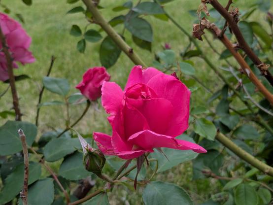 Pink-red rose flower surrounded by green rose stems.