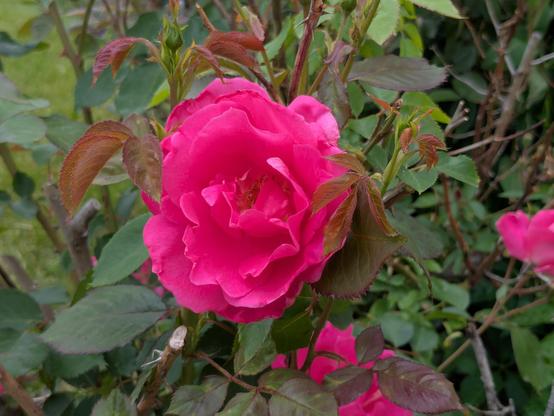 Another close-up picture of a rose flower from the same bush.