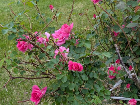 Same rose bush with a dozen flowers, some are large and some are only about to open.