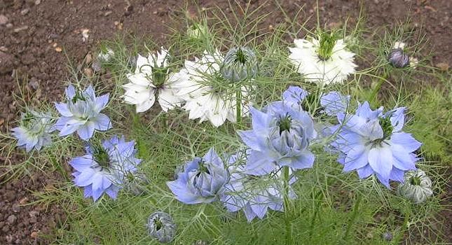 Blue and white love-in-a-mist flowers and green very fine fern-like foliage