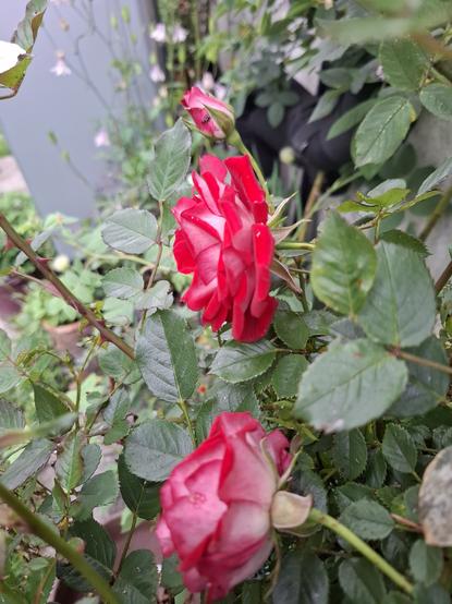 Side view of the small roses showing the pale pink backs to the petals