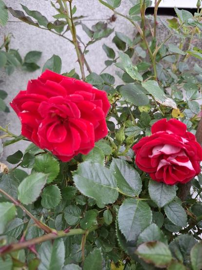 Front view showing the bright red