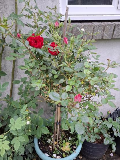 A step back to show the overall shape of the plant. Its perhaps a meter tall being half stalk and half head. The shape is not ideal as I am a cautious pruner