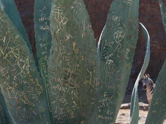 A cactus covered in carvings with a zebra out of focus in the bottom right corner