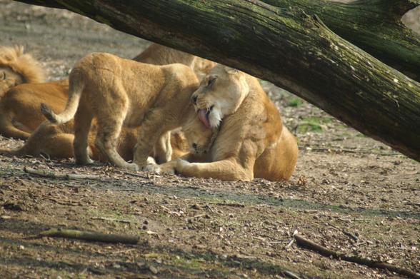 AI alt text:
A pride of lions gathers in a natural habitat, surrounded by earthy terrain and scattered twigs. The focal point of the image is an affectionate interaction between an adult lion and a cub. The adult lion,a lioness, gently grooms the cub by licking its head, a common bonding behavior among lions. The cub stands close to the lioness, its small body leaning into the warmth of the maternal figure. Partially obstructing the scene is a large tree trunk that stretches horizontally across the frame, adding depth and framing the subjects naturally.
In the background, several other lions are resting on the ground, their bodies sprawled across the dirt. The relaxed posture of the lions suggests a moment of calm within the pride. The earthy tones of the ground blend with the tawny hues of the lions' fur, emphasizing their seamless integration into their surroundings.