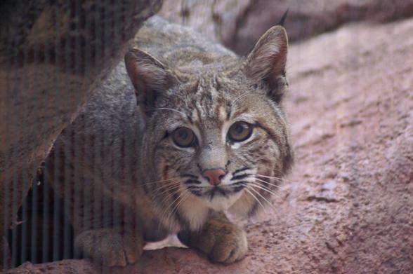 AI alt text:
A close-up photograph of a bobcat crouching on a rocky surface. The bobcat's coat blends seamlessly with the environment, featuring a mix of tawny brown, gray, and black fur, accented with faint spots and stripes that provide natural camouflage. Its ears are sharply pointed with distinctive black tufts at the tips, a characteristic trait of the species. The bobcat's piercing yellow eyes are locked in an intense gaze, exuding a quiet yet powerful presence. Its pink nose and long, prominent whiskers contrast against the rugged textures of its face. The animal’s muscular body is partially visible, showing its strong limbs adapted for stealth and agility. The surrounding rocky landscape is rough and uneven, reinforcing the sense of a natural or carefully constructed habitat. The interplay of light and shadow enhances the texture of both the bobcat's fur and the rugged terrain, drawing attention to the wild feline’s intricate details and striking beauty.