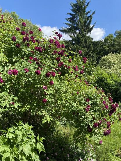 Der große Rosenbusch, über 2 Meter hoch und mit einem Durchmesser von mehreren Metern, von der Seite fotografiert. Der Busch ist mit rot-violetten Blüten übersät. Viel Grün und ein blauer Himmel im Hintergrund.