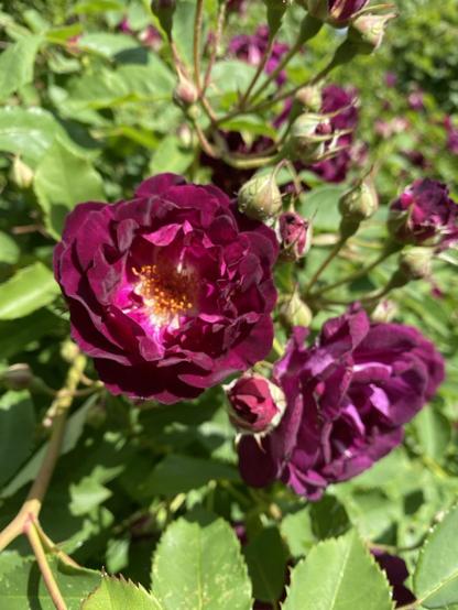 Eine Blütendolde der Rose mit zwei offenen und vielen knospenden Blüten. In der vorderen offenen sieht man den weißen Ansatz der Blütenblätter und den gelben granz aus Staubgefäßen. Der Esstisch für die Bienen ist gedeckt!