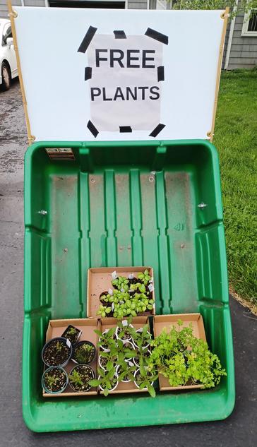 A green plastic garden cart that is tilted up on one end.  It has 4 cardboard trays with a variety of small plants in pots.  Clockwise from top we have: 9 pots of basil, 6 pots of flat-leaved parsley, 9 pots of Verbena bonatiensis, and 5 pots with River birch (Betula nigra) seedlings.  On the top of the cart is a black and white paper sign saying: FREE PLANTS in block lettering.  Sign is taped up with black masking tape.