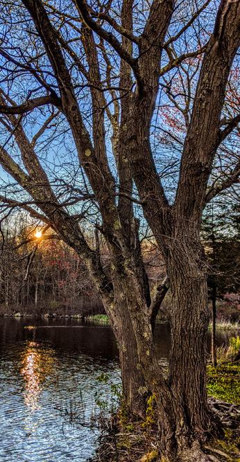 It is still early spring here. Two old trees in the foreground growing beside a lake are just beginning to show signs of budding. Other trees growing nearby are covered in bright red buds. The early evening sky is a light but deep blue. The sun, setting behind the treetops across a small cove, is a ball of golden orange, its reflection broken into a long trail of sparkles by the rippling surface of the lake.