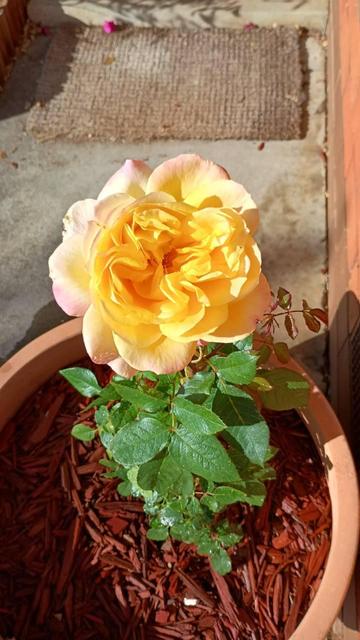 A fine golden rose with pink aspects on the outer petals, seen from above. The heart is a froth of delicate colour, a mystery still unfolding. The rose itself is a set of green leaves below the flower, set in red mulch in a terracotta pot on a concrete path.