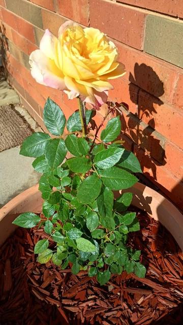 A small rose growing in a terracotta pot standing on concrete against a brick wall. She boasts one large golden blossom, not yet fully open.