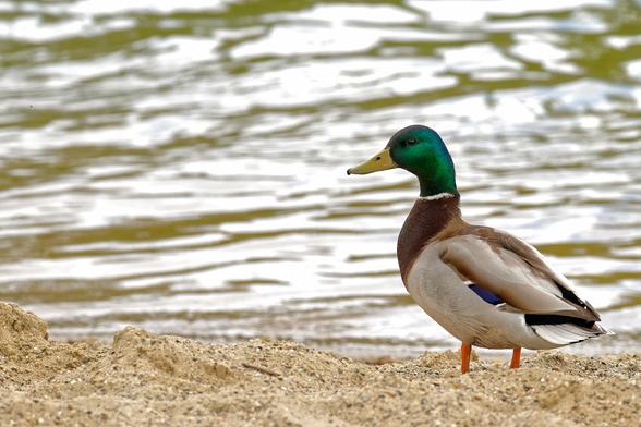 A duck standing at the beach of a lake. She stands in side profil and looks to the camera.