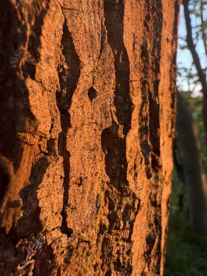 Close-up of tree bark illuminated by warm sunlight, showcasing its textured surface and grooves.