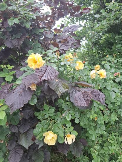 Golden yellow rose flowers with loose petals glow amongst the greens and purples of the leaves in the garden hedge. The leaves are wet as it is raining