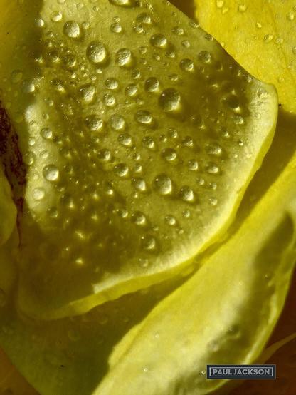 A close-up of a vibrant yellow rose petal, heavily adorned with numerous small water droplets. The sunlight creates bright highlights on each droplet, making them appear almost like tiny, clear beads scattered across the petal's surface. The texture of the petal is visible, and there's a subtle hint of other rose petals, slightly out of focus. The overall impression is one of freshness and natural beauty. 

In the bottom right corner, there's a dark grey rectangle with "PAUL JACKSON" in white text, indicating the photographer's credit.