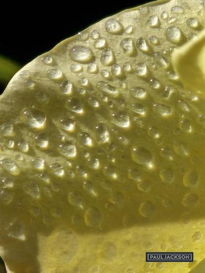 A close-up of a vibrant yellow rose petal, heavily adorned with numerous small water droplets. The sunlight creates bright highlights on each droplet, making them appear almost like tiny, clear beads scattered across the petal's surface. The texture of the petal is visible, and there's a subtle hint of other rose petals, slightly out of focus. The overall impression is one of freshness and natural beauty. 

In the bottom right corner, there's a dark grey rectangle with "PAUL JACKSON" in white text, indicating the photographer's credit.