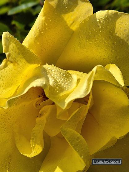 Another close-up of the same yellow rose, similar to the previous images, but with a slightly wider view that shows more of the rose's center. The petals are a vivid yellow and are still covered in numerous small water droplets, which glisten under the bright sunlight. The focal point is slightly more towards the center of the bloom, revealing some of the intricate folds and curves of the inner petals, also dotted with water. 

In the bottom right corner, there's a dark grey rectangle with "PAUL JACKSON" in white text, indicating the photographer's credit.