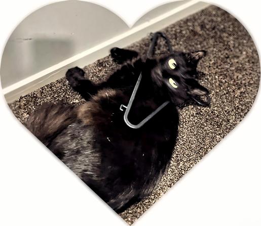 The first alt text is for the blind/visually impaired. Second for everyone - but more "me".

First:
Rīx, A glossy medium-ling hair black kitten/cat with wide, bright yellow-green eyes, lies playfully on his back on a dark, textured carpet, positioned near a white baseboard. A black plastic clothes hanger is draped casually over his neck and chest. The photograph is framed within a soft-edged white heart shape. His left eye looks warped and blurred due to the photo taken during the infamous zoomies. 

Second:
Encased in a loving heart-shaped view, Rīx, a sleek black medium-long hair cat, has succumbed to a moment of delightful absurdity. His luminous, wide eyes gaze upwards as he lies supine, ever so briefly, an ordinary black clothes hanger resting jauntily upon his chest like an ill-fitting yoke or a peculiar prize for the kwaziest kat. It's a snapshot of pure feline abandon, where even whilst hooman is packing their belongings and avoiding finishing an assignment, even basic yet dangerous household objects become props in their quiet, carpeted kingdom. One would be correct in questioning whether this stunt is a brave act of solidarity for a poorly dog on another platform currently recovering from a FORL/CORL to ease the discomfort of the dog and their hooman? 

The answer, dear viewers, I shall leave to you.