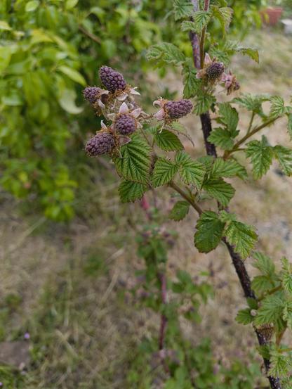 A branch of a fruit bush with some pink or purple fruits and green leaves. These are immature loganberries.