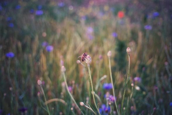 A close-up, slightly blurred shot shows a bee perched on a budding cornflower in a field of cornflowers and poppies. The bee, facing left, has its wings slightly spread. The cornflower it's on is a light purple, unopened bloom at the end of a slender green stem. The background is a soft blur of more purple cornflowers and green foliage, creating a bokeh effect. One red poppy is subtly visible in the upper centre. The overall lighting suggests a late evening.