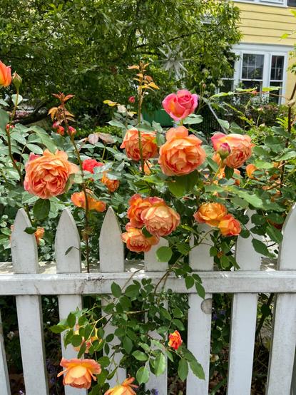 A ton of orange-pink roses in full bloom above an old white picket fence