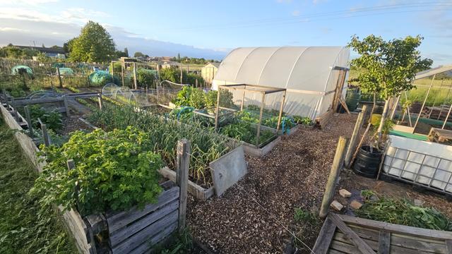 View of an allotment plot from the front right. Raised beds in front of a polytunnel.