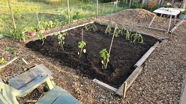 A large rectangular bed of dark compost surrounded by woodchip. Four plants on the near edge, and a row of grassy looking plants at the far edge.