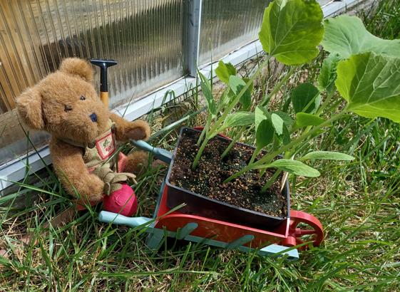 A ten inch tall (25cm), light brown teddy bear in green overalls sits looking to the right of the camera. His name is BeetBear. He is holding a beet in his right paw.  There is a bunch of beets embroidered on the bib of his overalls.  In front of him is a red and blue plastic wheelbarrow containing a 4x6 inch (100x150mm) black plastic seed tray.  In the seed tray are six squash plants, each larger than BeetBear.  In background is the base of a greenhouse wall and some grass.