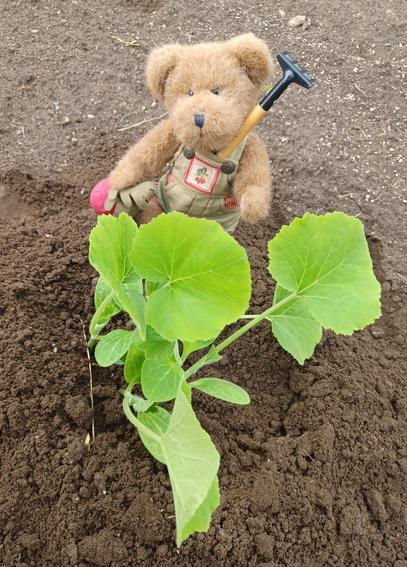 A ten inch tall (25cm), light brown teddy bear in green overalls sits looking directly at the camera. His name is BeetBear. He is holding a beet in his right paw.  There is a bunch of beets embroidered on the bib of his overalls.  He is also holding a garden rake over his shoulder.  In front of him, in the ground, is a set of six Sunburst squash plants.  The plants are nearly the size of BeetBear.