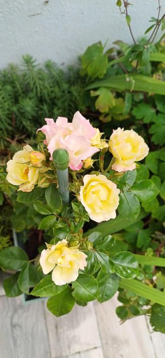 Roses