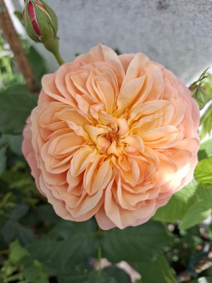 A peach rose with odd looking petals and a hint of a centre, so not really to my liking, but the perfume is very different and very beautiful