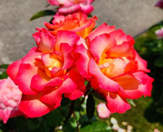A bunch of roses with pink, white and yellow.