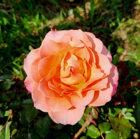Peachy and gold rose blossom.