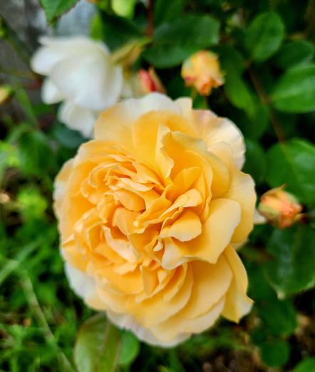 Light peach rose that fades to white as it ages.