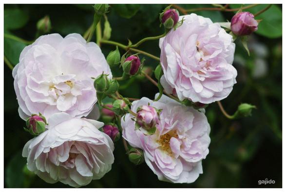 Pink climbing roses photographed through vintage glass