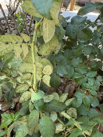 Underside of rose leaves with some sort of browning marks