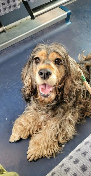 ginny's black and tan sable English cocker spaniel laying on the floor of a train looking up at camera very happy with her mouth open