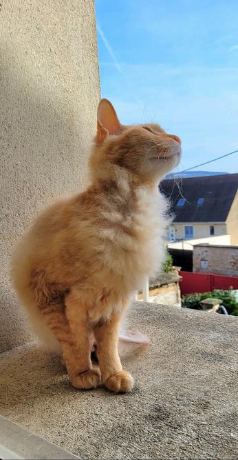 ginny's half hairless orange Donskoy cat sitting on an outside window ledge looking up off camera (at birds), the sky is blue and the sun is shining