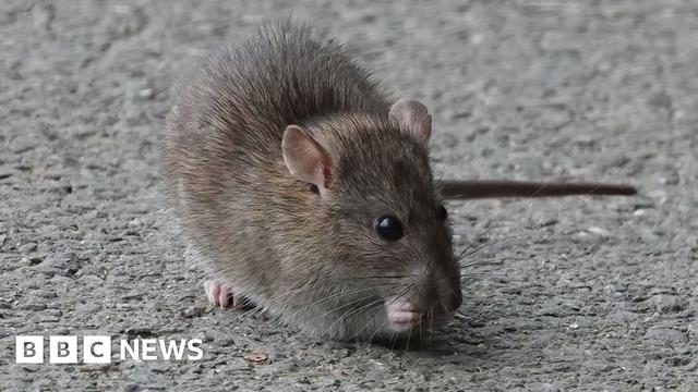 A close up image of a small brown rat on a grey gravel footpath