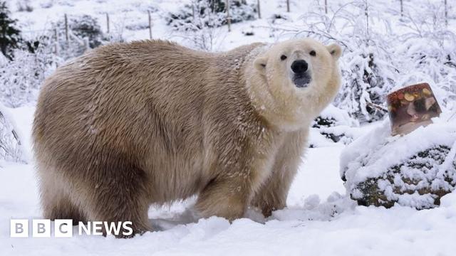 Victoria has a big shaggy coat and is looking towards the camera in an enclosure covered in deep snow. Next to her is a large block of ice filled with treats, including fruit.