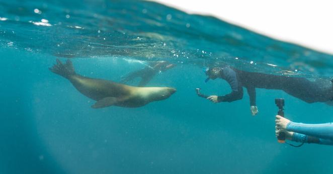 Tourists photographing a sea lion off the coast of Floreana Island in the Galápagos. An increase in the availability of short-term rentals has brought tens of thousands of visitors to the islands every year.