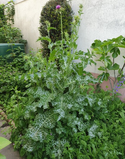 #Mariendistel (Silybum marianum) Gesamtansicht