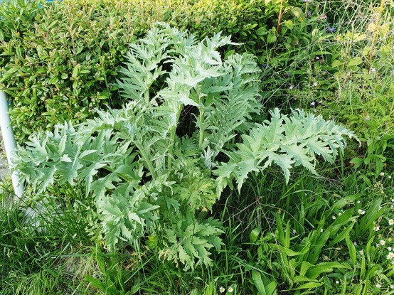 #Artischocke (Cynara cardunculus "Vert de Provence") noch ohne Blüten