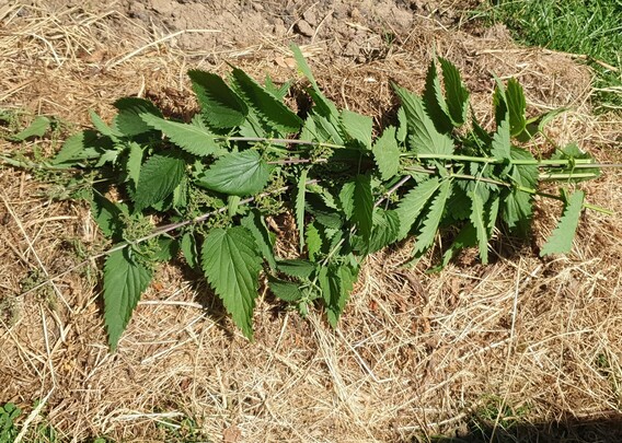 Abgeschnittene Brennnesseln liegen auf trockenem Heumulch