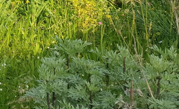 Foto von Wermutkraut (Artemisia absinthium) Mai. Alle Zweige sind stark mit schwarzen Läusen befallen.