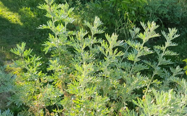 Foto von Wermutkraut (Artemisia absinthium) Mitte Juni 2023. Das Kraut hat kräftig und gesund ausgetrieben, nur noch an einem Zweig sind schwarze Läuse zu sehen.