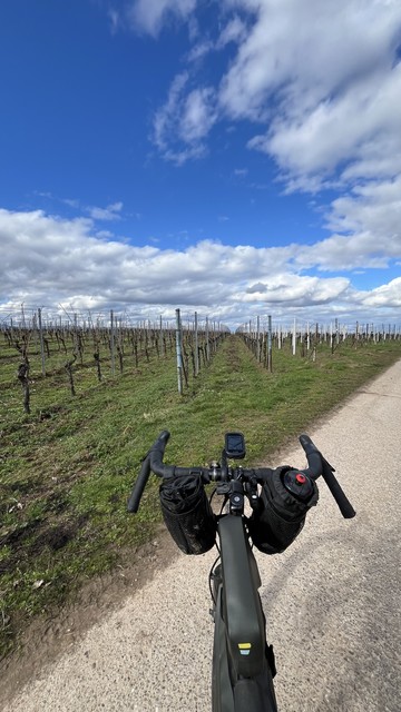 Blick vom Fahrradlenker auf einen unbefestigten Weg mit Reihen ruhender Weinstöcke auf beiden Seiten unter einem bewölkten blauen Himmel.